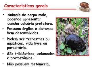 • Possuem órgãos e sistemas
bem desenvolvidos.
• Podem ser terrestres ou
aquáticos, vida livre ou
parasitária.
• São triblásticos, celomados
e protostômios.
• Não possuem metameria.
Características gerais
• Animais de corpo mole,
podendo apresentar
concha calcária protetora.
 