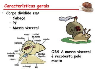 • Corpo dividido em:
• Cabeça
• Pé
• Massa visceral
Características gerais
OBS.A massa visceral
é recoberta pelo
manto
 