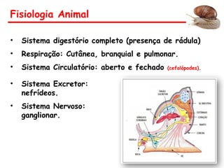 Fisiologia Animal
• Sistema digestório completo (presença de rádula)
• Respiração: Cutânea, branquial e pulmonar.
• Sistema Circulatório: aberto e fechado (cefalópodes).
• Sistema Excretor:
nefrídeos.
• Sistema Nervoso:
ganglionar.
 
