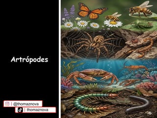 Artrópodes
@thomaznova
thomaznova
 