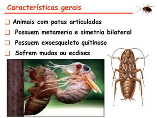 Características gerais
❑ Animais com patas articuladas
❑ Possuem metameria e simetria bilateral
❑ Possuem exoesqueleto quitinoso
❑ Sofrem mudas ou ecdises
 