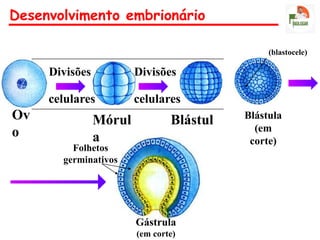 Ov
o
Divisões
celulares
Mórul
a
Blástul
a
Blástula
(em
corte)
Divisões
celulares
(blastocele)
Desenvolvimento embrionário
Gástrula
(em corte)
Folhetos
germinativos
 