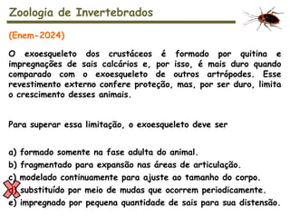 O exoesqueleto dos crustáceos é formado por quitina e
impregnações de sais calcários e, por isso, é mais duro quando
comparado com o exoesqueleto de outros artrópodes. Esse
revestimento externo confere proteção, mas, por ser duro, limita
o crescimento desses animais.
Para superar essa limitação, o exoesqueleto deve ser
a) formado somente na fase adulta do animal.
b) fragmentado para expansão nas áreas de articulação.
c) modelado continuamente para ajuste ao tamanho do corpo.
d) substituído por meio de mudas que ocorrem periodicamente.
e) impregnado por pequena quantidade de sais para sua distensão.
Zoologia de Invertebrados
(Enem-2024)
 