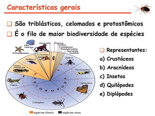 ❑ São triblásticos, celomados e protostômicos
❑ É o filo de maior biodiversidade de espécies
Características gerais
❑ Representantes:
a) Crustáceos
b) Aracnídeos
c) Insetos
d) Quilópodes
e) Diplópodes
 