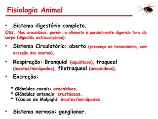 Fisiologia Animal
• Sistema digestório completo.
Obs. Nos aracnídeos, porém, o alimento é parcialmente digerido fora do
corpo (digestão extracorpórea).
• Sistema Circulatório: aberto (presença de hemocianina, com
exceção dos insetos).
• Respiração: Branquial (aquáticos), traqueal
(insetos/mirápodes), filotraqueal (aracnídeos).
• Excreção:
* Glândulas coxais: aracnídeos.
* Glândulas antenais: crustáceos.
* Túbulos de Malpighi: insetos/miriápodes.
• Sistema nervoso: ganglionar.
 