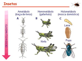 Insetos
 
