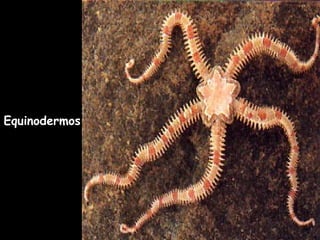 Equinodermos
 