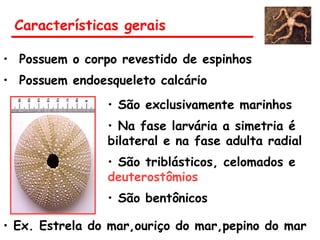 Características gerais
• Possuem o corpo revestido de espinhos
• Possuem endoesqueleto calcário
• São exclusivamente marinhos
• Na fase larvária a simetria é
bilateral e na fase adulta radial
• São triblásticos, celomados e
deuterostômios
• São bentônicos
• Ex. Estrela do mar,ouriço do mar,pepino do mar
 