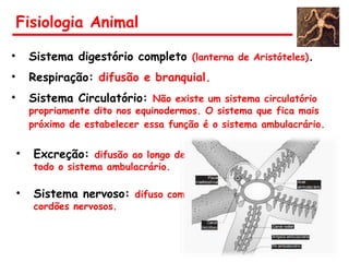 Fisiologia Animal
• Sistema digestório completo (lanterna de Aristóteles).
• Respiração: difusão e branquial.
• Sistema Circulatório: Não existe um sistema circulatório
propriamente dito nos equinodermos. O sistema que fica mais
próximo de estabelecer essa função é o sistema ambulacrário.
• Excreção: difusão ao longo de
todo o sistema ambulacrário.
• Sistema nervoso: difuso com
cordões nervosos.
 
