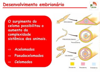 Desenvolvimento embrionário
O surgimento do
celoma possibilitou o
aumento da
complexidade
sistêmica dos animais.
⇨ Acelomados
⇨ Pseudocelomados
⇨ Celomados
 