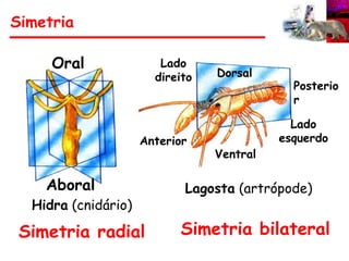 Lagosta (artrópode)
Hidra (cnidário)
Dorsal
Ventral
Lado
direito
Lado
esquerdo
Anterior
Posterio
r
Simetria radial Simetria bilateral
Aboral
Oral
Simetria
 