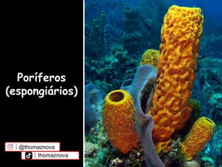 Poríferos
(espongiários)
@thomaznova
thomaznova
 