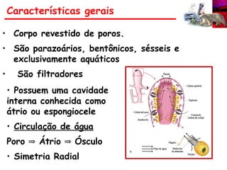 Características gerais
• Corpo revestido de poros.
• São parazoários, bentônicos, sésseis e
exclusivamente aquáticos
• São filtradores
• Possuem uma cavidade
interna conhecida como
átrio ou espongiocele
• Circulação de água
Poro Átrio Ósculo
⇒ ⇒
• Simetria Radial
 