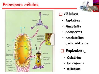 Principais células
❑ Células:
• Porócitos
• Pinacócito
• Coanócitos
• Amebócitos
• Escleroblastos
❑ Espículas:
• Calcárias
• Esponjosas
• Silicosas
 