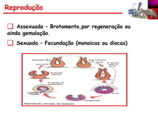 Reprodução
❑ Assexuada – Brotamento,por regeneração ou
ainda gemulação.
❑ Sexuada – Fecundação (monoicas ou diocas)
 