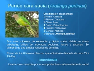 Clasificación Taxonómica:
Reino: Animalia
Phylum: Chordata
Clase: Aves
Orden: Psitaciformes
Familia: Psittacidae
Género: Aratinga
Especie: Aratinga pertinax
Ponen de 2 a 6 huevos blancos, que eclosionan después de unos 22 a
25 días.
Son aves ruidosas, de excelente y rápido vuelo. Habita en áreas
arboladas, orillas de arboladas deciduas, llanos y sabanas. Se
alimenta de una amplia variedad de semillas.
Usada como mascota por su comportamiento extremadamente social
 