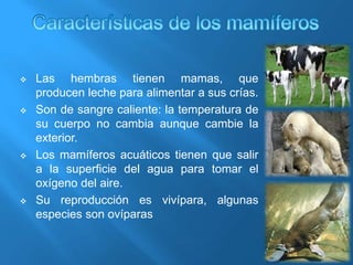  Las hembras tienen mamas, que
producen leche para alimentar a sus crías.
 Son de sangre caliente: la temperatura de
su cuerpo no cambia aunque cambie la
exterior.
 Los mamíferos acuáticos tienen que salir
a la superficie del agua para tomar el
oxígeno del aire.
 Su reproducción es vivípara, algunas
especies son ovíparas
 