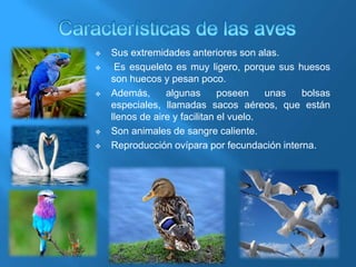  Sus extremidades anteriores son alas.
 Es esqueleto es muy ligero, porque sus huesos
son huecos y pesan poco.
 Además, algunas poseen unas bolsas
especiales, llamadas sacos aéreos, que están
llenos de aire y facilitan el vuelo.
 Son animales de sangre caliente.
 Reproducción ovípara por fecundación interna.
 