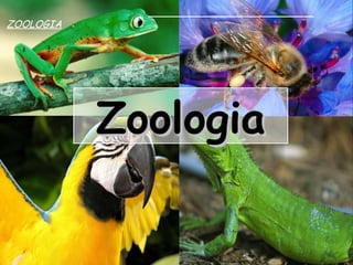 Zoologia Zoologia para o Vestibular Zoologia   ZOOLOGIA 