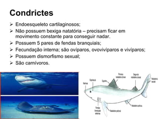 Condrictes <ul><li>Endoesqueleto cartilaginosos; </li></ul><ul><li>Não possuem bexiga natatória – precisam ficar em movime...