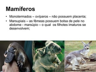 Mamíferos <ul><li>Monotermados – ovíparos – não possuem placenta; </li></ul><ul><li>Marsupiais – as fêmeas possuem bolsa d...