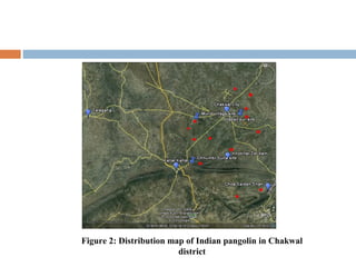Figure 2: Distribution map of Indian pangolin in Chakwal
district
 