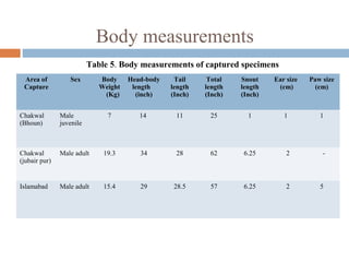 Body measurements
Area of
Capture
Sex Body
Weight
(Kg)
Head-body
length
(inch)
Tail
length
(Inch)
Total
length
(Inch)
Snout
length
(Inch)
Ear size
(cm)
Paw size
(cm)
Chakwal
(Bhoun)
Male
juvenile
7 14 11 25 1 1 1
Chakwal
(jubair pur)
Male adult 19.3 34 28 62 6.25 2 -
Islamabad Male adult 15.4 29 28.5 57 6.25 2 5
Table 5. Body measurements of captured specimens
 