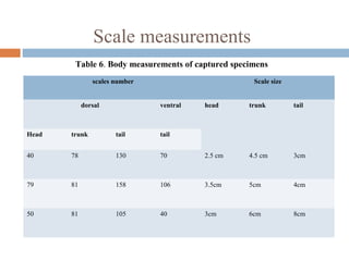 Scale measurements
scales number Scale size
dorsal ventral head trunk tail
Head trunk tail tail
40 78 130 70 2.5 cm 4.5 cm 3cm
79 81 158 106 3.5cm 5cm 4cm
50 81 105 40 3cm 6cm 8cm
Table 6. Body measurements of captured specimens
 