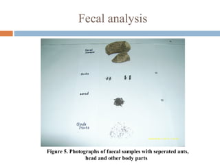 Fecal analysis
Figure 5. Photographs of faecal samples with seperated ants,
head and other body parts
 