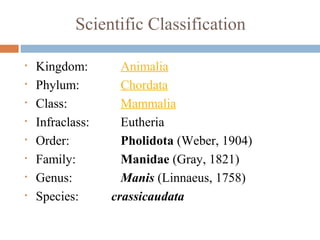 Scientific Classification
• Kingdom: Animalia
• Phylum: Chordata
• Class: Mammalia
• Infraclass: Eutheria
• Order: Pholidota (Weber, 1904)
• Family: Manidae (Gray, 1821)
• Genus: Manis (Linnaeus, 1758)
• Species: crassicaudata
 