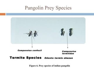 Pangolin Prey Species
Camponotus confucil Camponotus
termitidae
Figure 6. Prey species of indian pangolin
Termite Species Odonto termis obesus
 