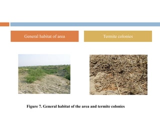 General habitat of area Termite colonies
Figure 7. General habitat of the area and termite colonies
 