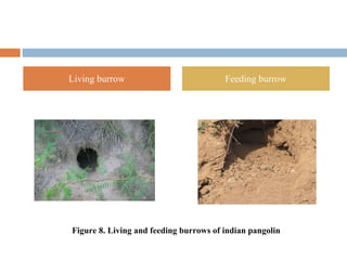 Living burrow Feeding burrow
Figure 8. Living and feeding burrows of indian pangolin
 