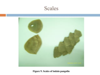 Scales
Figure 9. Scales of indain pangolin
 
