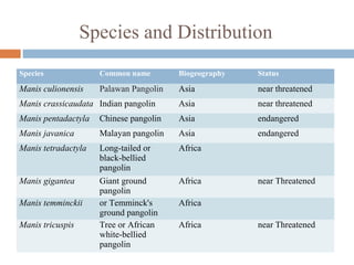 Species and Distribution
Species Common name Biogeography Status
Manis culionensis Palawan Pangolin Asia near threatened
Manis crassicaudata Indian pangolin Asia near threatened
Manis pentadactyla Chinese pangolin Asia endangered
Manis javanica Malayan pangolin Asia endangered
Manis tetradactyla Long-tailed or
black-bellied
pangolin
Africa
Manis gigantea Giant ground
pangolin
Africa near Threatened
Manis temminckii or Temminck's
ground pangolin
Africa
Manis tricuspis Tree or African
white-bellied
pangolin
Africa near Threatened
 