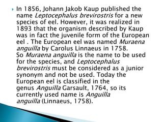  In 1856, Johann Jakob Kaup published the
name Leptocephalus brevirostris for a new
species of eel. However, it was realized in
1893 that the organism described by Kaup
was in fact the juvenile form of the European
eel . The European eel was named Muraena
anguilla by Carolus Linnaeus in 1758.
So Muraena anguilla is the name to be used
for the species, and Leptocephalus
brevirostris must be considered as a junior
synonym and not be used. Today the
European eel is classified in the
genus Anguilla Garsault, 1764, so its
currently used name is Anguilla
anguilla (Linnaeus, 1758).
 