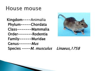 Kingdom----Animalia
Phylum-----Chordata
Class-------Mammalia
Order-------Rodentia
Family------Muridae
Genus------Mus
Species ----M. musculus Linaeus,1758
 