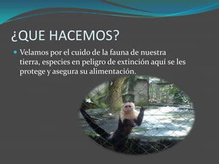 ¿QUE HACEMOS?Velamos por el cuido de la fauna de nuestra tierra, especies en peligro de extinción aquí se les protege y asegura su alimentación.