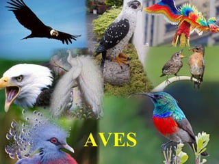 AVES
 