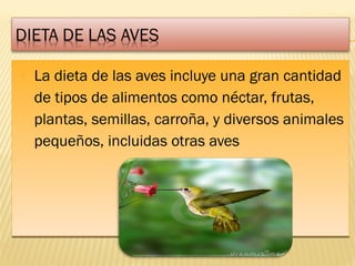  La dieta de las aves incluye una gran cantidad
de tipos de alimentos como néctar, frutas,
plantas, semillas, carroña, y diversos animales
pequeños, incluidas otras aves
 La dieta de las aves incluye una gran cantidad
de tipos de alimentos como néctar, frutas,
plantas, semillas, carroña, y diversos animales
pequeños, incluidas otras aves
 