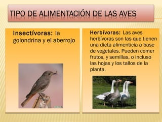  Insectívoras: la
golondrina y el aberrojo
 Insectívoras: la
golondrina y el aberrojo
 Herbívoras: Las aves
herbívoras son las que tienen
una dieta alimenticia a base
de vegetales. Pueden comer
frutos, y semillas, o incluso
las hojas y los tallos de la
planta.
 Herbívoras: Las aves
herbívoras son las que tienen
una dieta alimenticia a base
de vegetales. Pueden comer
frutos, y semillas, o incluso
las hojas y los tallos de la
planta.
 