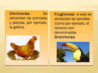 • Omnívoras: Se
alimentan de animales
y plantas, por ejemplo,
la gallina.
• Omnívoras: Se
alimentan de animales
y plantas, por ejemplo,
la gallina.
 Frugívoras: si solo se
alimentan de semillas
(como por ejemplo, el
canario) son
denominadas
Granívoras.
 Frugívoras: si solo se
alimentan de semillas
(como por ejemplo, el
canario) son
denominadas
Granívoras.
 
