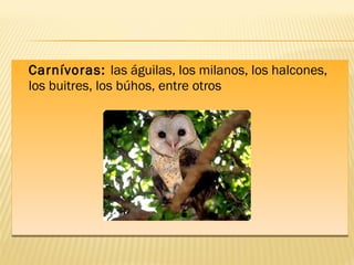  Carnívoras: las águilas, los milanos, los halcones,
los buitres, los búhos, entre otros
 Carnívoras: las águilas, los milanos, los halcones,
los buitres, los búhos, entre otros
 