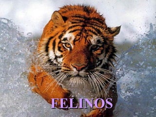 FELINOSFELINOS
 