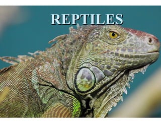 REPTILESREPTILES
 