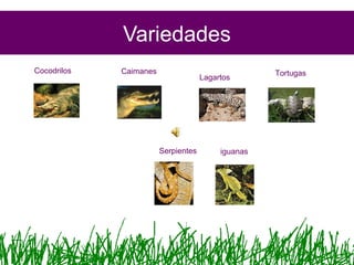 Variedades
Cocodrilos Caimanes Tortugas
Lagartos
Serpientes iguanas
 