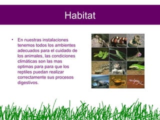 Habitat
• En nuestras instalaciones
tenemos todos los ambientes
adecuados para el cuidado de
los animales, las condiciones
climáticas son las mas
optimas para para que los
reptiles puedan realizar
correctamente sus procesos
digestivos.
 