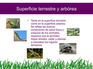 Superficie terrestre y arbórea
• Tanto en la superficie terrestre
como en la superficie arbórea.
Se refleja las buenas
condiciones de salud física y
psíquica de los animales,
espacios que le permiten
trepar árboles, saltar y planear
o merodear los lugares
terrestres.
 