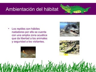 Ambientación del hábitat
• Los reptiles son hábiles
nadadores por ello se cuenta
con una amplia zona acuática
que da libertad a los animales
y seguridad a los visitantes.
 