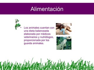 Alimentación
• Los animales cuentan con
una dieta balanceada
elaborada por médicos
veterinarios y nutriólogos,
proporcionada por los
guarda animales.
 